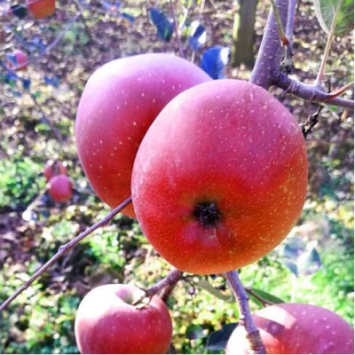 云南昭通丑蘋果紅富士10斤裝新鮮現摘現發冰糖心甜脆