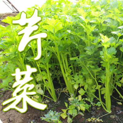 密農人家 農家種植芹菜 西芹 香芹 新鮮蔬菜 脆嫩爽口 凌晨采摘發貨 500g 北京蔬菜